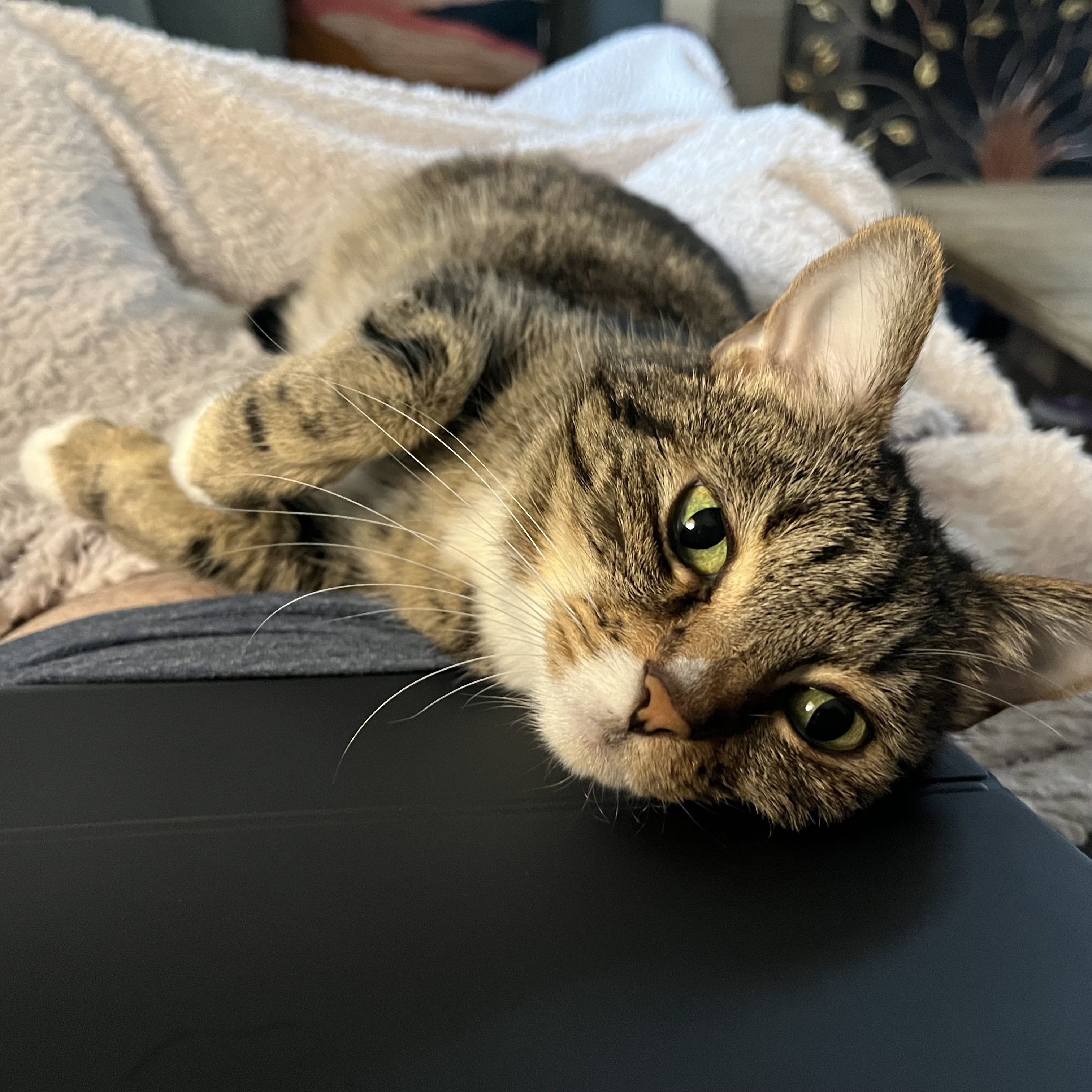 Portrait of the Chief Operating Officer at Vertex Systems